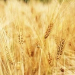 بذر گندم سارنگ درشت طلایی کد 36