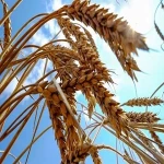 بذر گندم سارنگ اصلاح شده در اشکنان کد 74
