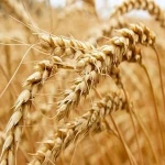 بذر گندم سارنگ اصلاح شده در داراب کد 52