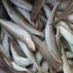 ویژگی ها و مضرات ماهی حسون در رژیم غذایی