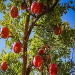 آیا می دانید محمودآباد فیروزکوه بهترین انار ایران را دارد؟