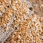 گندم سارنگ مناسب برای کشت در مناطق گرم و خشک
