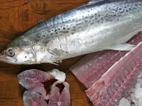 آیا می دانید ماهی قباد چه ویژگی ها و خواصی دارد؟