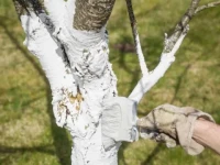 معرفی ویژگی های رنگ پلاستیک برای تنه درخت