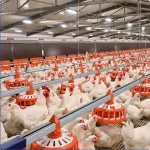 راهنمای خرید دانخوری اتوماتیک مرغ گوشتی با شرایط ویژه و قیمت استثنایی