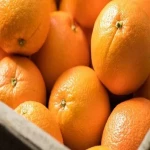 مشخصات پرتقال تامسون جنوب و نحوه خرید عمده