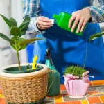 قیمت و خرید کود تقویتی گیاهان آپارتمانی با مشخصات کامل
