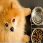 راهنمای خرید غذای سگ خانگی اشپیتز با شرایط ویژه و قیمت استثنایی