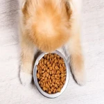 مشخصات غذای خانگی سگ پامر و نحوه خرید عمده