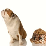 مشخصات غذای سگ کوچک خانگی و نحوه خرید عمده