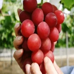مشخصات انگور دانه درشت قرمز و نحوه خرید عمده