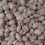 قیمت خرید عمده لوبیا چیتی صادراتی ارزان و مناسب