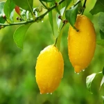 مشخصات لیمو ترش جنوب و نحوه خرید عمده