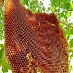 راهنمای خرید عسل کوهی وحشی با شرایط ویژه و قیمت استثنایی