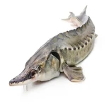 خرید عمده ماهی اوزون برون پرورشی با بهترین شرایط