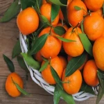 نارنگی محلی جهرم آشنایی صفر تا صد قیمت خرید عمده