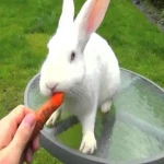 غذای خرگوش چشم قرمز آشنایی صفر تا صد قیمت خرید عمده