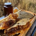 راهنمای خرید عسل خالص اردبیل با شرایط ویژه و قیمت استثنایی