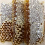 راهنمای خرید عسل وحشی خوزستان با شرایط ویژه و قیمت استثنایی