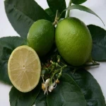 مشخصات لیمو سنگی سبز و نحوه خرید عمده