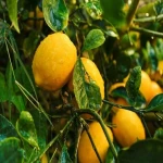 آموزش خرید لیمو سنگی عمده صفر تا صد