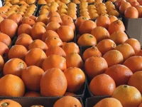 قیمت و خرید پرتقال صادراتی ایران با مشخصات کامل
