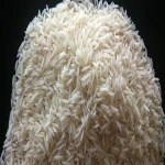 قیمت و خرید برنج هاشمی عمده با مشخصات کامل