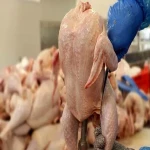 گوشت مرغ منجمد تنظیم بازار همراه با توضیحات کامل و آشنایی