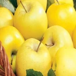 آموزش خرید سیب درختی زرد صفر تا صد