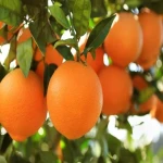 راهنمای خرید پرتقال تامسون عمده با شرایط ویژه و قیمت استثنایی