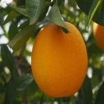 مشخصات پرتقال تامسون توسرخ و نحوه خرید عمده