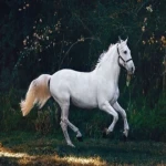 راهنمای خرید اسب ترکمن سفید با شرایط ویژه و قیمت استثنایی