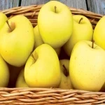 سیب زرد شیرین همراه با توضیحات کامل و آشنایی