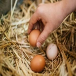 قیمت و خرید تخم مرغ محلی ارگانیک با مشخصات کامل
