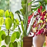 قیمت و خرید گل و گیاهان زینتی با مشخصات کامل