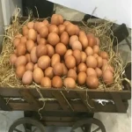 لیست قیمت تخم مرغ محلی اصل به صورت عمده و با صرفه