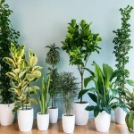 گل و گیاه آپارتمانی همراه با توضیحات کامل و آشنایی