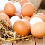 تخم مرغ رسمی بسته بندی همراه با توضیحات کامل و آشنایی