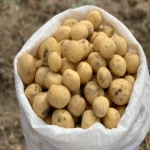 قیمت و خرید سیب زمینی بذری اصفهان با مشخصات کامل