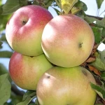 راهنمای خرید سیب گالا سفید با شرایط ویژه و قیمت استثنایی