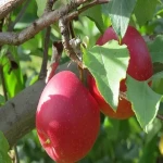 قیمت و خرید سیب شیرین درختی با مشخصات کامل