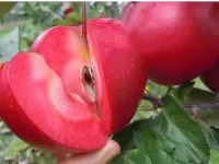 لیست قیمت سیب درختی تو سرخ به صورت عمده و با صرفه