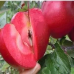 خرید عمده سیب درختی تو قرمز با بهترین شرایط