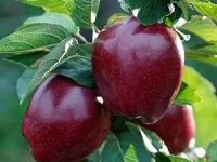لیست قیمت سیب درختی زنجان به صورت عمده و با صرفه