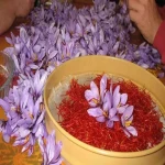 قیمت و خرید زعفران کوهی کردستان با مشخصات کامل