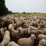 آموزش خرید گوسفند زنده اراک صفر تا صد