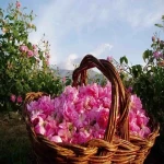 گلاب دو آتیشه شیراز؛ صنعتی سنتی محبوب ترین نوع ممتاز
