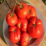 خرید و قیمت روز گوجه فرنگی گلخانه ای