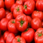 خرید گوجه فرنگی بوته ای + قیمت عالی با کفیت تضمینی
