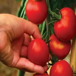 گوجه فرنگی گلخانه ای فروشندگان قیمت مناسب گوجه فرنگی گلخانه ای